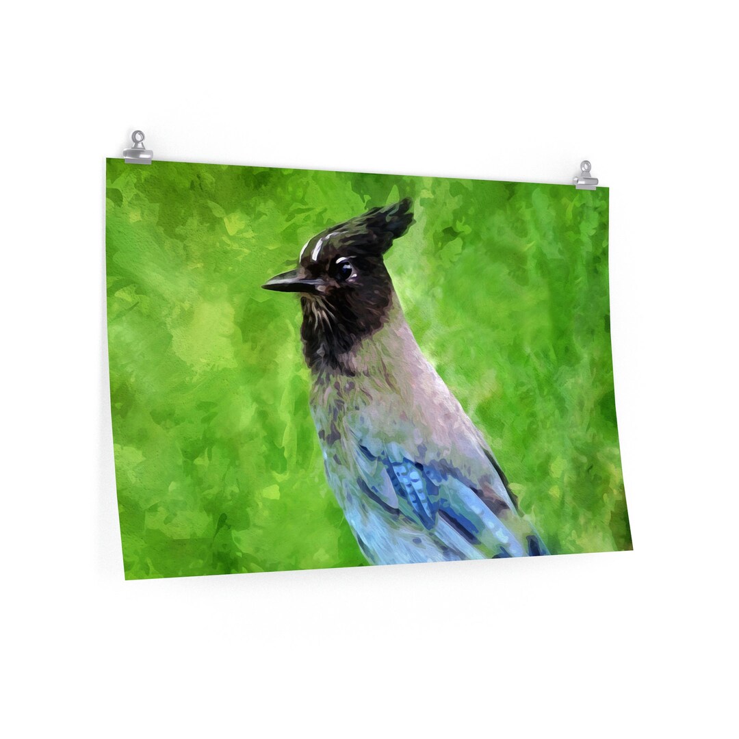 Stellar Jay Bird Art Bird Photography Mountain Jay Prints Etsy
