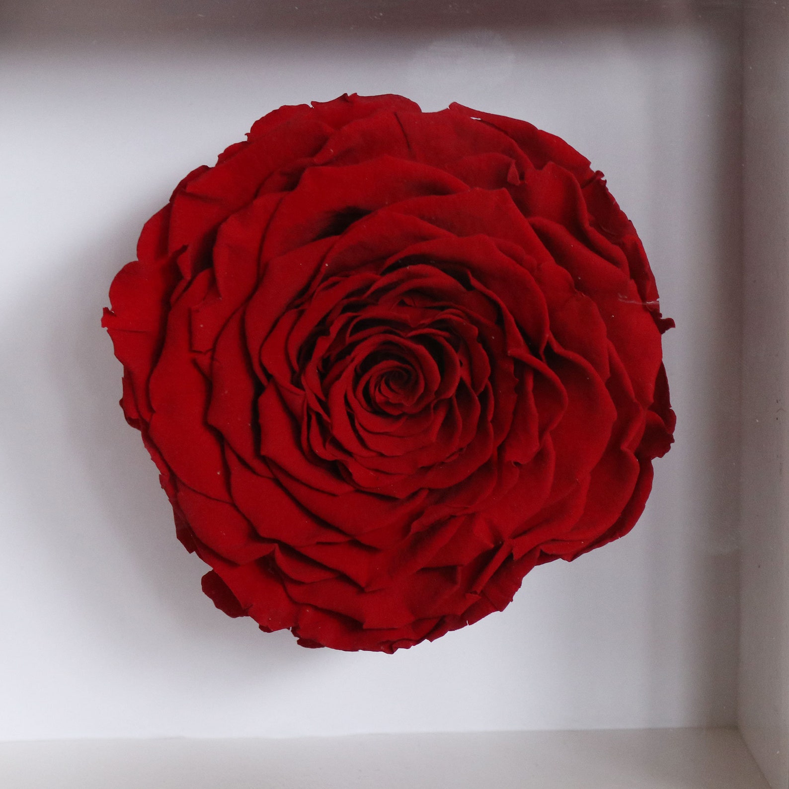 XXL Red eternal roses eternal flowers arrangement in a white Etsy Italia