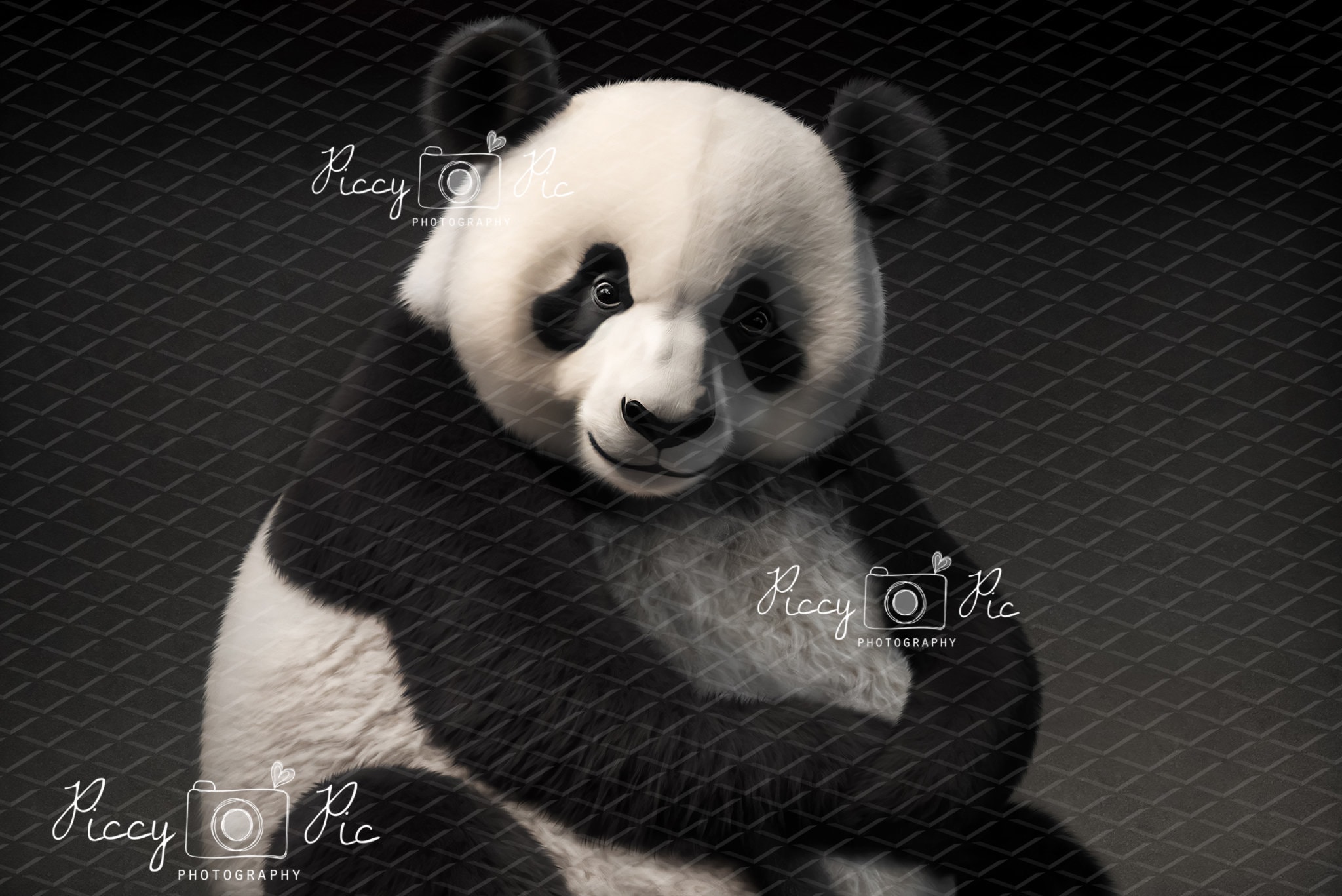 Fondo digital de oso panda recién nacido, fondo de oso recién nacido, fondo  digital de oso, fondo digital de osito de peluche, fondo digital de recién  nacido - Etsy México, image size:2048x1367