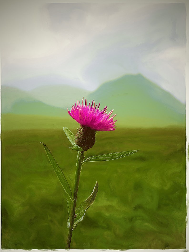 Scottish Art Cotton Tote Bag Tote Bag Grocery Tote Bag Shopping Shoulder Tote Bag: Scottish Thistle Artwork Scotland Art Design