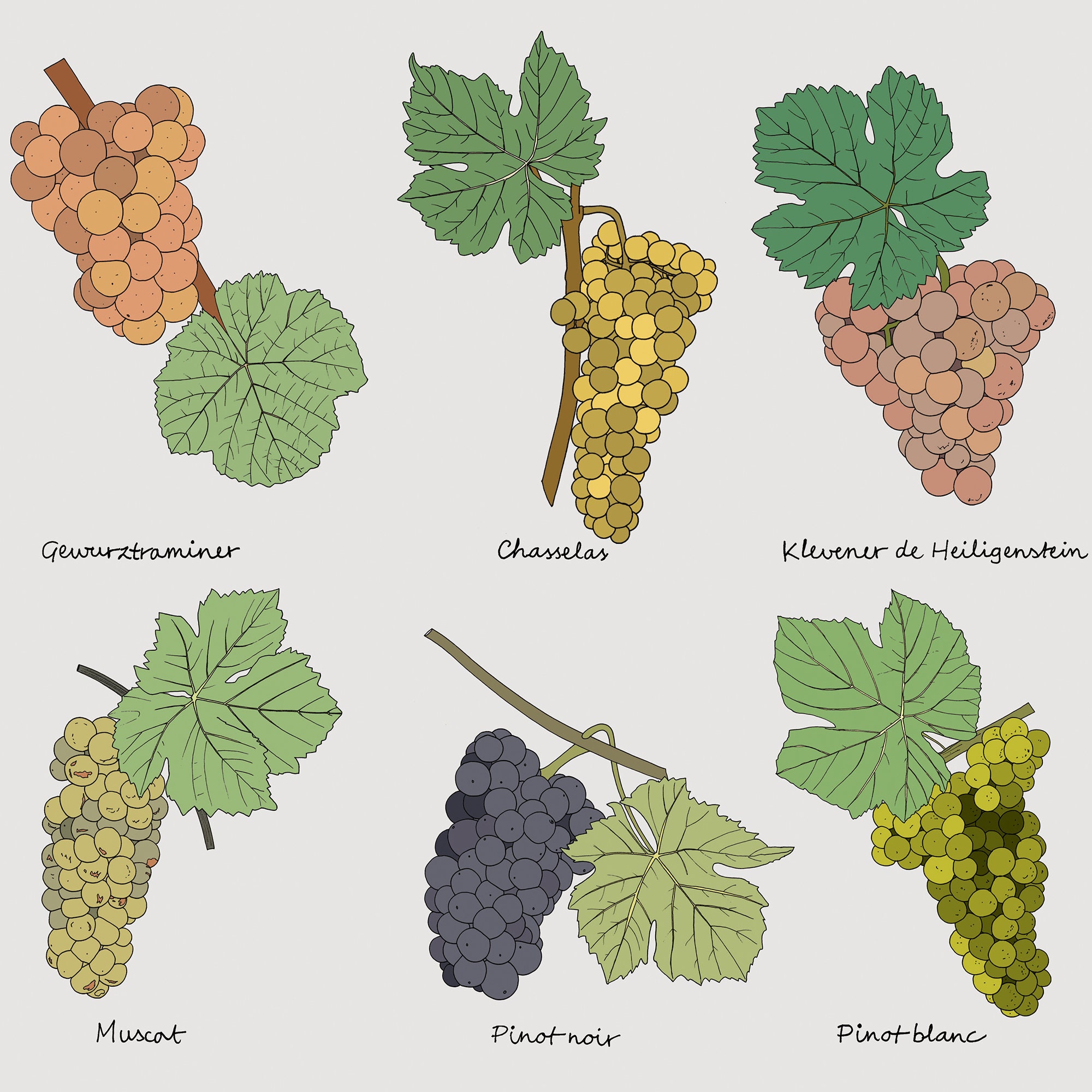 アルザスのブドウ品種。ポスター、版画、ワイン、ブドウの木、ブドウ