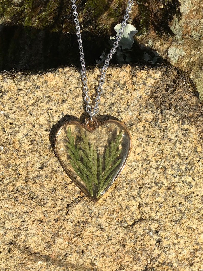The heart of Leylandii