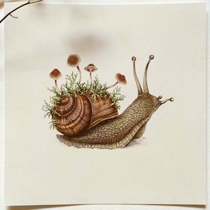 Garden Snail Art Print, Wildlife Illustration, Nature Poster