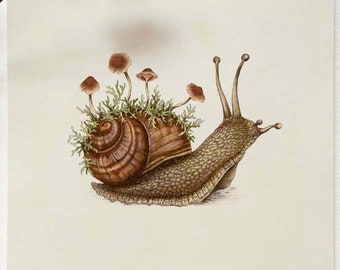 Garden Snail Art Print, Wildlife Illustration, Nature Poster