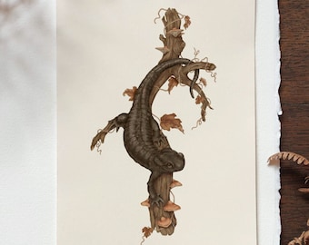 Alpine Salamander Illustration Print, Wildlife Nature Art Print, Amphibian Natural History Wall Art, Black Reptile Print