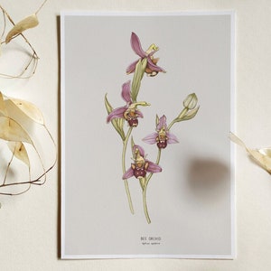 Wild Bee Orchid Botanical Illustration Art Print, Wildflower Botanical Art, Flower Print, Plant Poster, Botany Home Decor, Natural History