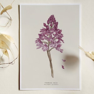 Pyramidal Pink Orchid Botanical Print Illustration, Wildflower Art Print, Botanical Wall Art, Pink Orchid Flower Wall Art