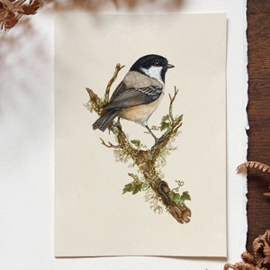 Cinciallegra uccello illustrazione stampa, arte cinciallegra, stampa artistica di uccelli, arte della fauna selvatica, arte della natura, poster di uccelli, stampa di cinciallegra, arte della parete di uccelli