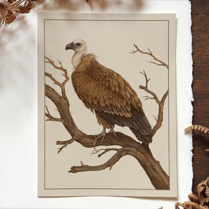 Griffon Vulture Giclée Print, 6"x8", Edizione limitata di 50, Bird Art Print, Wildlife Art, Birds of Prey Illustration, Bird Poster