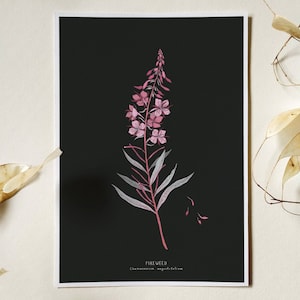 Fireweed Flower Botanical Print Illustration, Pink Red Wildflower Print, Botanical Wall Art, Plant Poster, Botany Natue Print