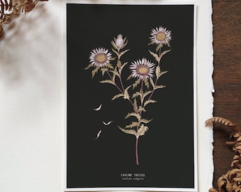 Carline Thistle Botanical Giclee Print, Black Botanical Art Print, Wildflower Print, Botanical Plant Poster, Thistle Fine Art Print