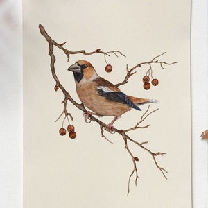 Stampa di uccelli Frosone,Illustrazione di Frosone, Opere d'arte di uccelli,Stampa di uccelli da giardino,Poster di uccelli,Stampa di uccelli del bosco,Arte di uccelli della fauna selvatica,Uccello minimalista
