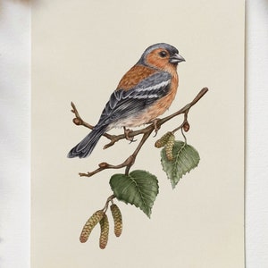 Fringuello uccello stampa, fringuello su betulla illustrazione, giardino uccello stampa, poster uccello, stampa uccello bosco, bosco fauna selvatica, arte minimalista uccello
