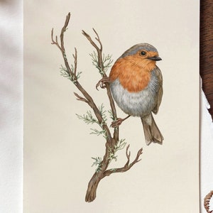 Stampa giclée di Robin Bird, Illustrazione di Robin, Arte della parete di uccelli da giardino, Uccello minimalista sul ramo Art