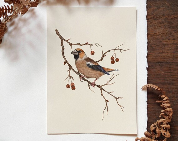 Hawfinch Bird Print,Hawfinch Illustration, Bird Artwork,Garden Bird Print,Bird Poster,Woodland Bird Print,Wildlife Bird Art,Minimalist Bird