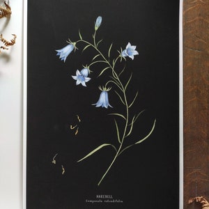Bluebell Flower Giclée Print A3, Cartel de plantas, estampado minimalista de flores, arte de pared botánico wildflower, segundos de venta