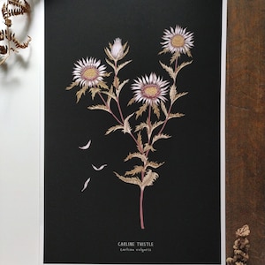 Carline Thistle Botanical Giclee Print 12&quot; x 18&quot;, Wildflower Print, Black Botanical Plant Poster, Thistle Fine Art Print, SECONDS SALE