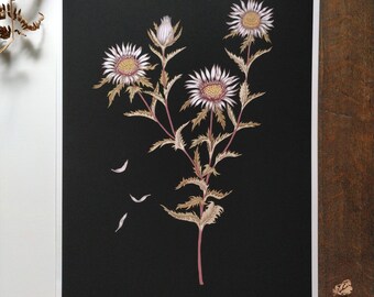 Carline Thistle Botanical Giclee Print 12 "x 18", Wildflower Print, Black Botanical Plant Poster, Thistle Fine Art Print, SECONDS SALE