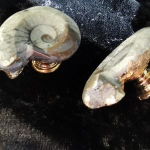 Könnte beinhalten: Nahaufnahme von dekorativen Schrankknöpfen. Die Knöpfe weisen ein versteinertes Ammoniten-Design mit goldfarbenen Akzenten auf. Die Hardware umfasst eine goldfarbene Basis und eine weiße Schraube.