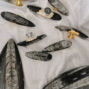 Peut inclure: Ensemble de poignées et boutons de meubles en forme de fossiles noirs et blancs. Certaines poignées ont des bases dorées ou argentées. Les motifs de fossiles sont allongés et ovales, avec des motifs détaillés. Le matériel est disposé sur une surface blanche.