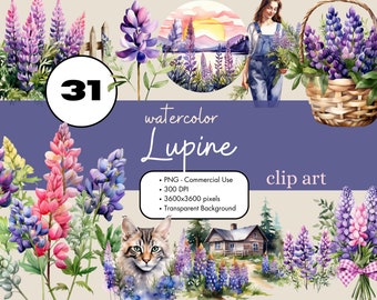 31 Lupine Flower Purple Watercolor Clipart Sublimation Bundle PNG Commercial Use Graphics Clip Art Lupin Wildflowers Scrapbooking Digital