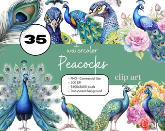 35 Peacocks Watercolor Clipart PNG Sublimation Bundle Commercial Use Graphics Journal Teal Scrapbook Animal Bird Feathers Digital Clip Art