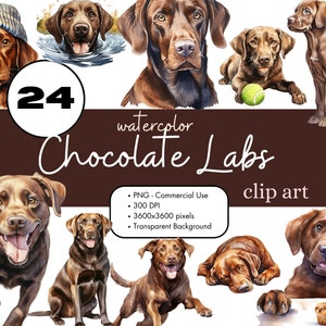 24 chocolade Labrador Retriever aquarel clipart PNG sublimatie bundel commercieel gebruik graphics bruin huisdieren Animal Lab hond digitale illustraties