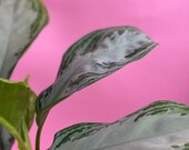 AGLAONEMA SILVER BAY - Large plant