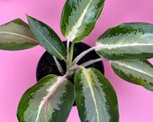 AGLAONEMA - GREEN BOWL