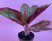 AGLAONEMA RED EMERALD Pride of Sumatra