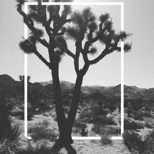 Può includere: Una fotografia in bianco e nero di un albero di Joshua nel deserto. L'albero è in silhouette contro un cielo luminoso. L'albero è alto e ha molti rami. I rami sono coperti di foglie. L'albero cresce in un paesaggio desertico.