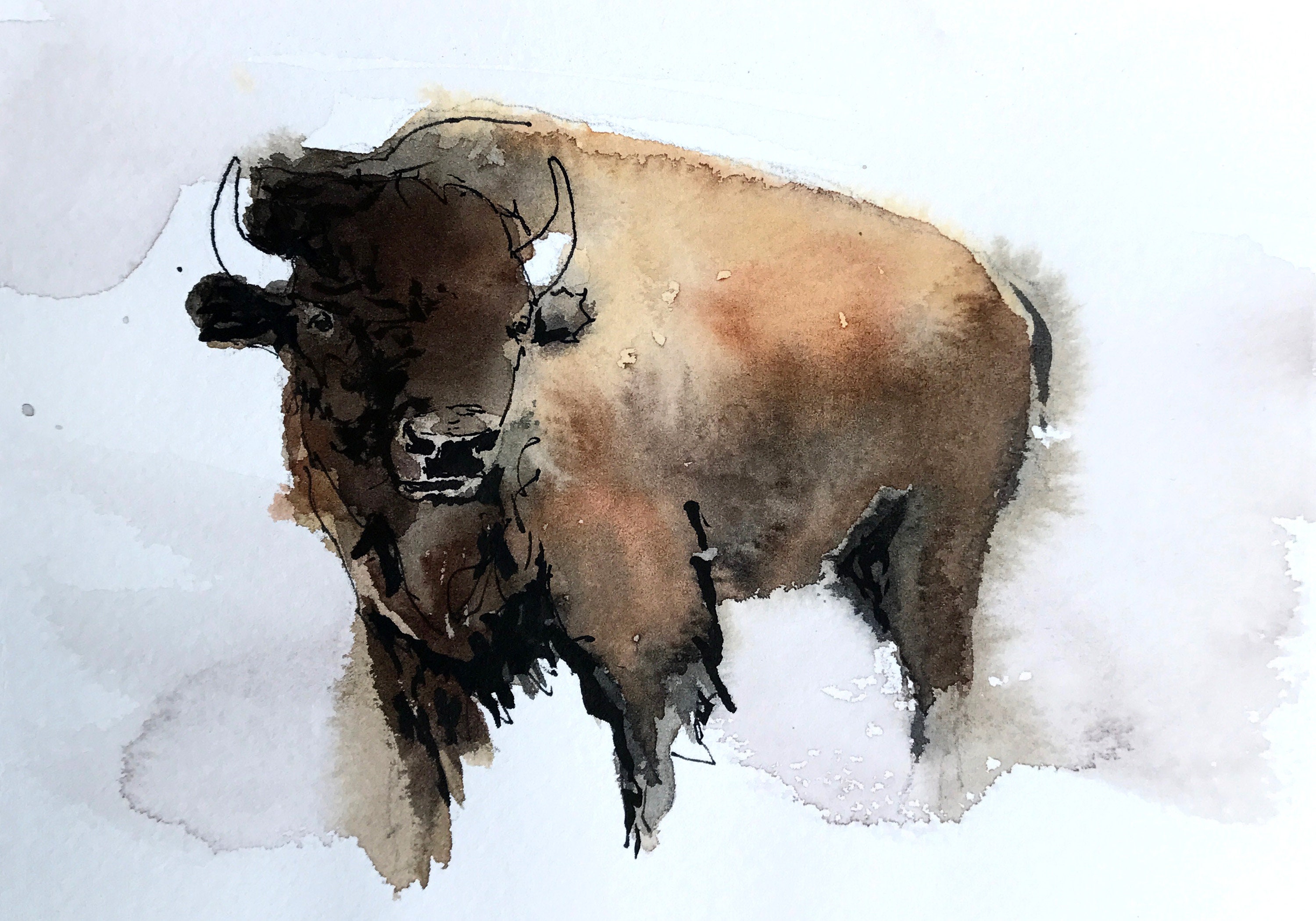 Bison Watercolor Giclee Matted Print fine art buffalo wall Etsy