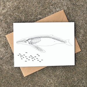 X-Ray Humpback Whale and Hereng Greeting Card, West Coast, Any Occasion, Blank Card, Bones, Skeleton, Drawing, Art by Natasha van Netten
