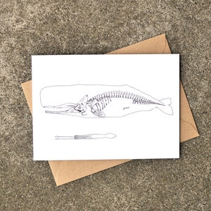 Carte de voeux X-ray cachalot et calmar, Moby Dick, Science, toute occasion, carte vierge, os, squelette, dessin, Art par Natasha van Netten