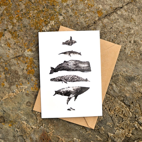Whale Greeting Card, Cetology, Black and White, Graphic Drawing, Pacific Northwest, Art and Science, Blank Card, Any Occasion, Killer Whale