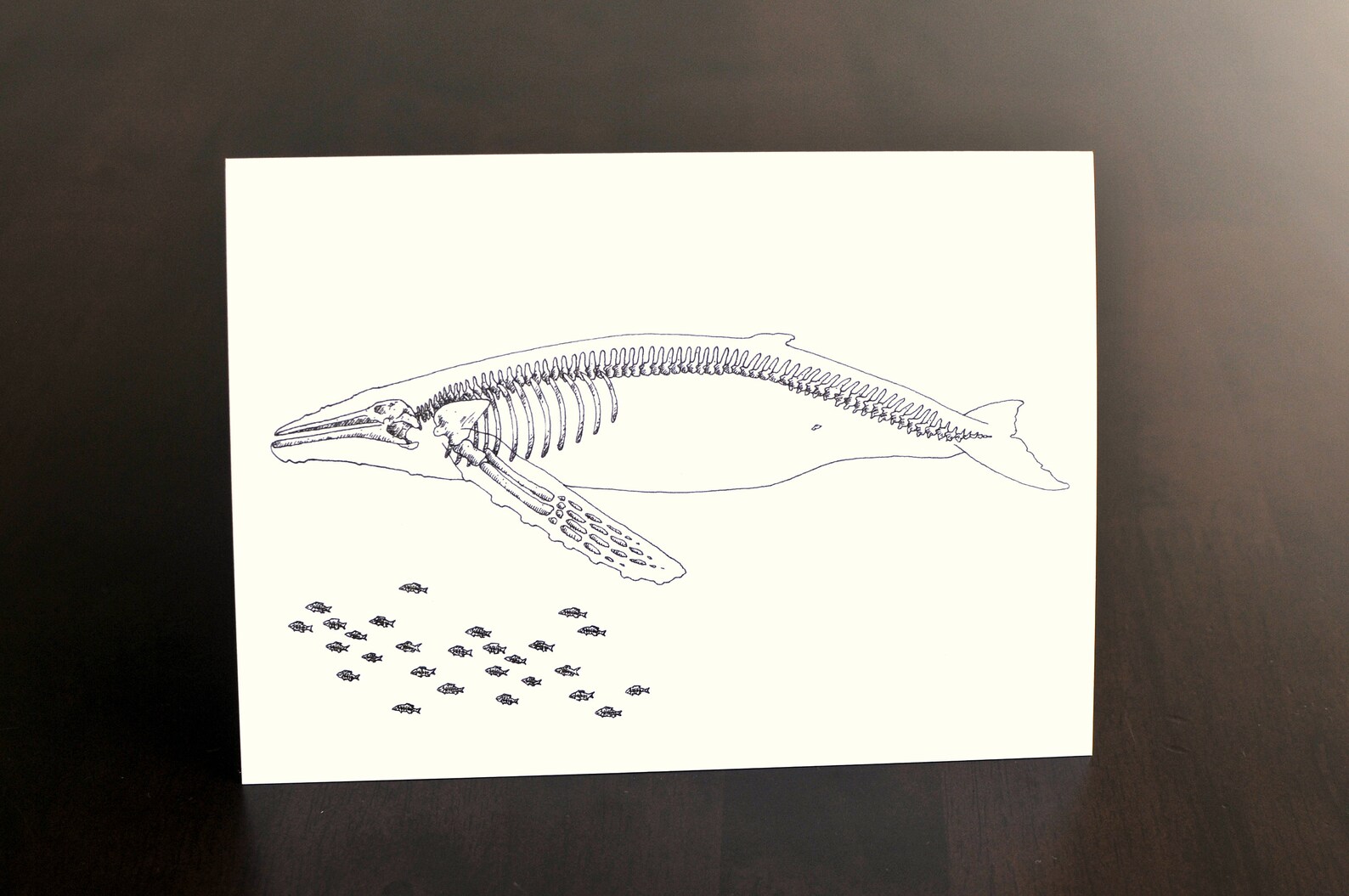Xray Humpback Whale and Herring Greeting Card West Coast Etsy
