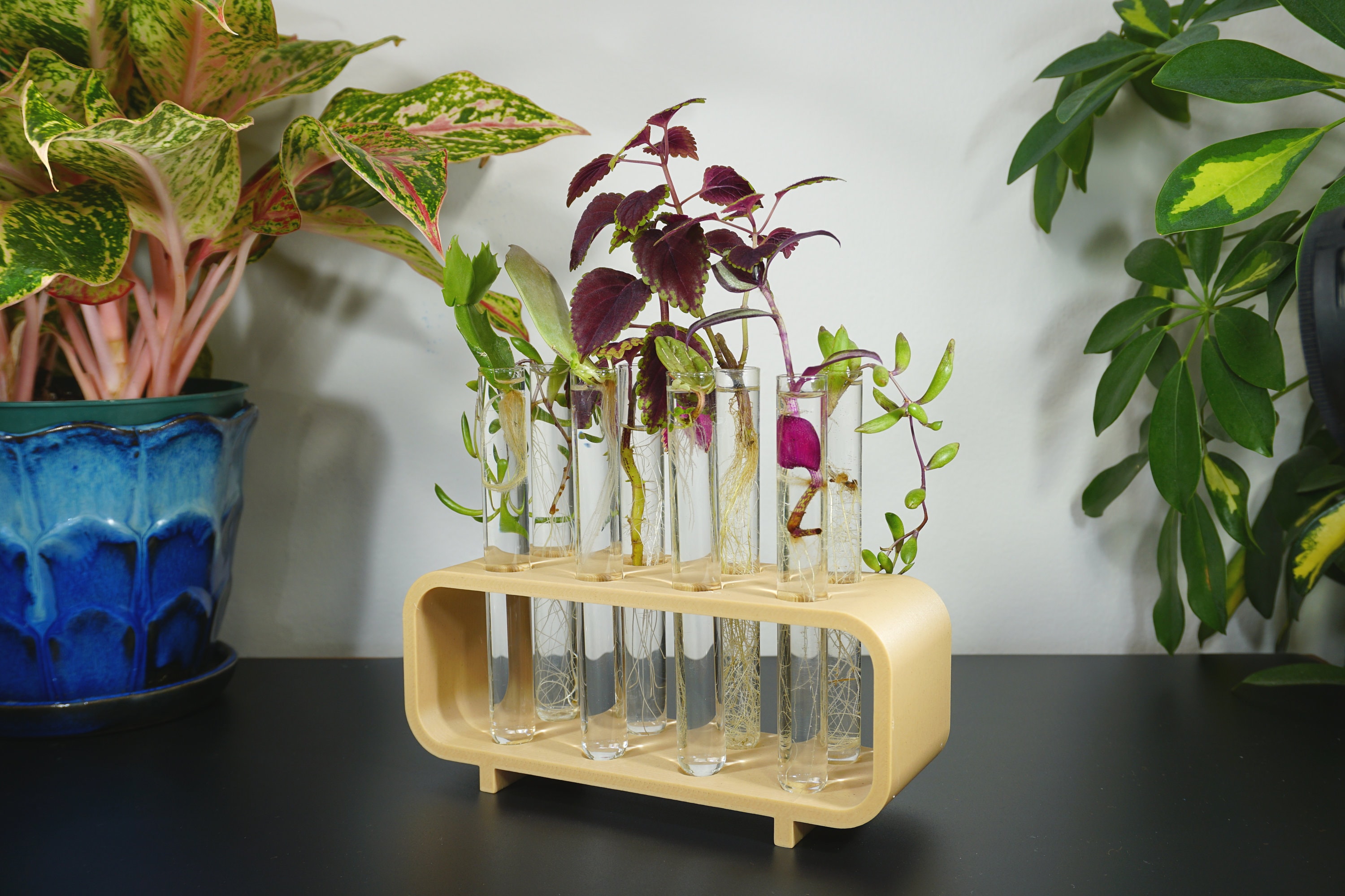 Test Tube Propagation Station Etsy Canada