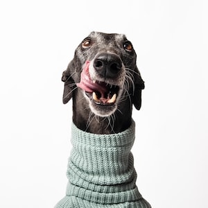 Warm Sweater for Italian Greyhound, Whippet and Greyhound | Jumper for Galgos and Whippets |  Jumpsuit for Sighthounds |  The Galgo Brand