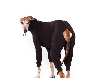 May include: A brown and white dog wearing a black jumpsuit. The dog is standing on a white background and is looking to the side.