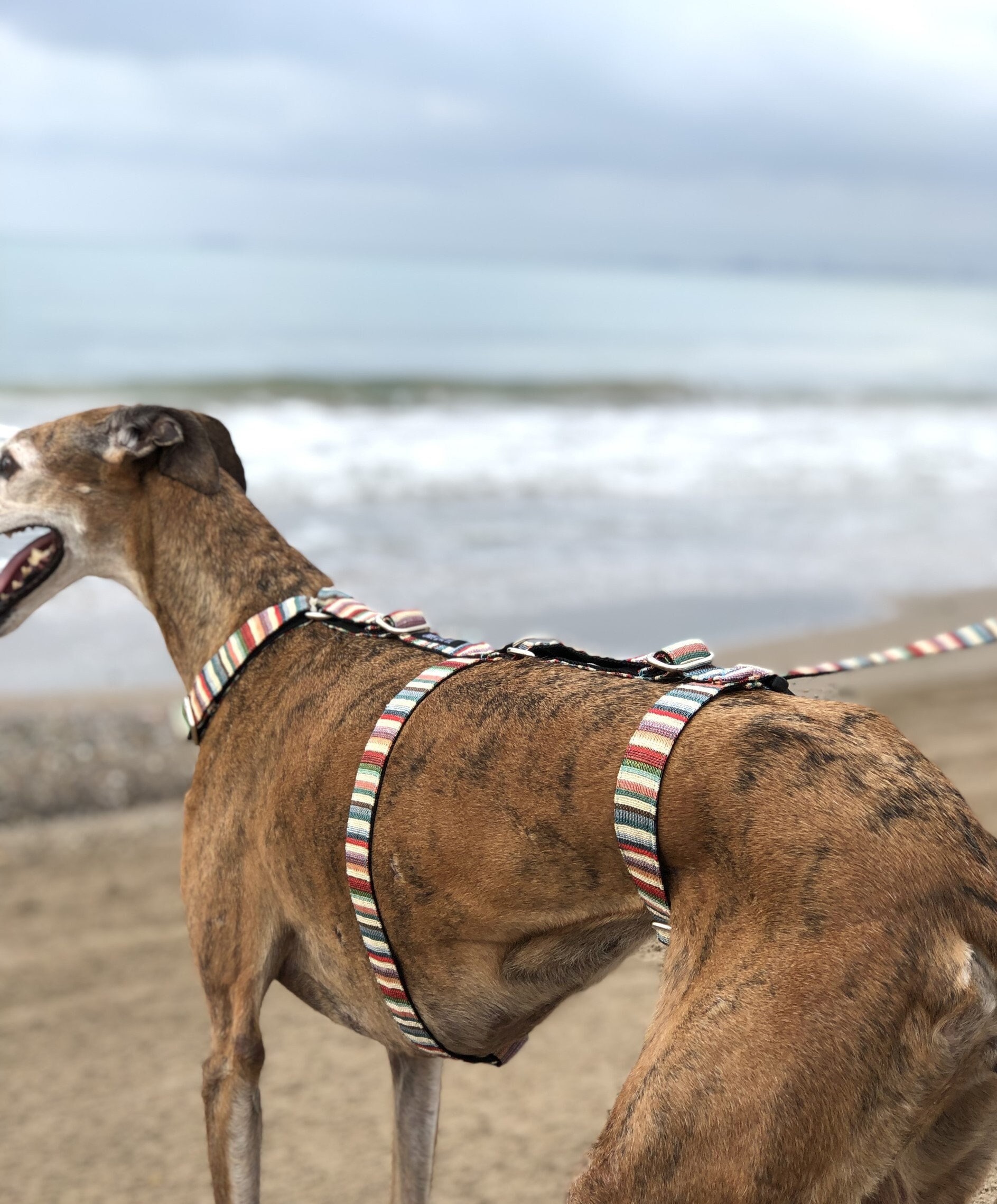 HZK Collare Antiabbaio Cane per Cani Piccola Ricaricabile, Collare