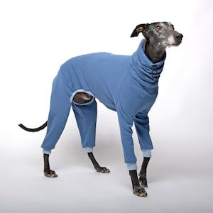 Lévrier italien | Whippet |  Vêtements pour lévriers