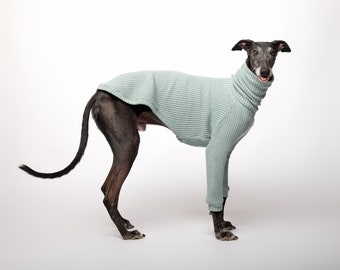 Op de afbeelding: Een zwarte en grijze hond die een lichtgroene trui draagt met een rolkraag.