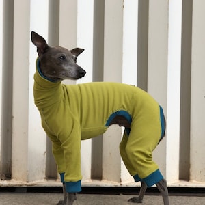 Onesie for Italian Greyhounds, Whippets and Greyhound | Italian Greyhound, Whippet, Greyhound Jumpsuit| The Galgo Brand