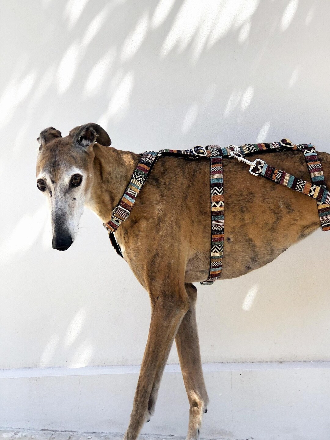 Whippet Greyhound Digging Greyhound Security Harness Point Harness
