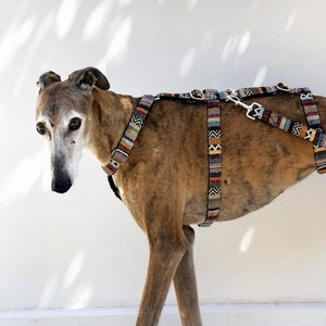Pode incluir: Um cão castanho e branco usando um arnês estampado colorido. O arnês tem várias correias e um clipe prateado.