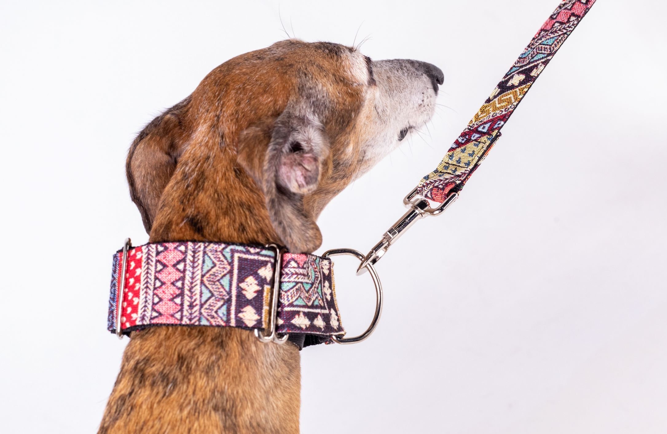 Dog Collar | Greyhound Martingale For Whippet, Borzoi Lurcher Sighthounds