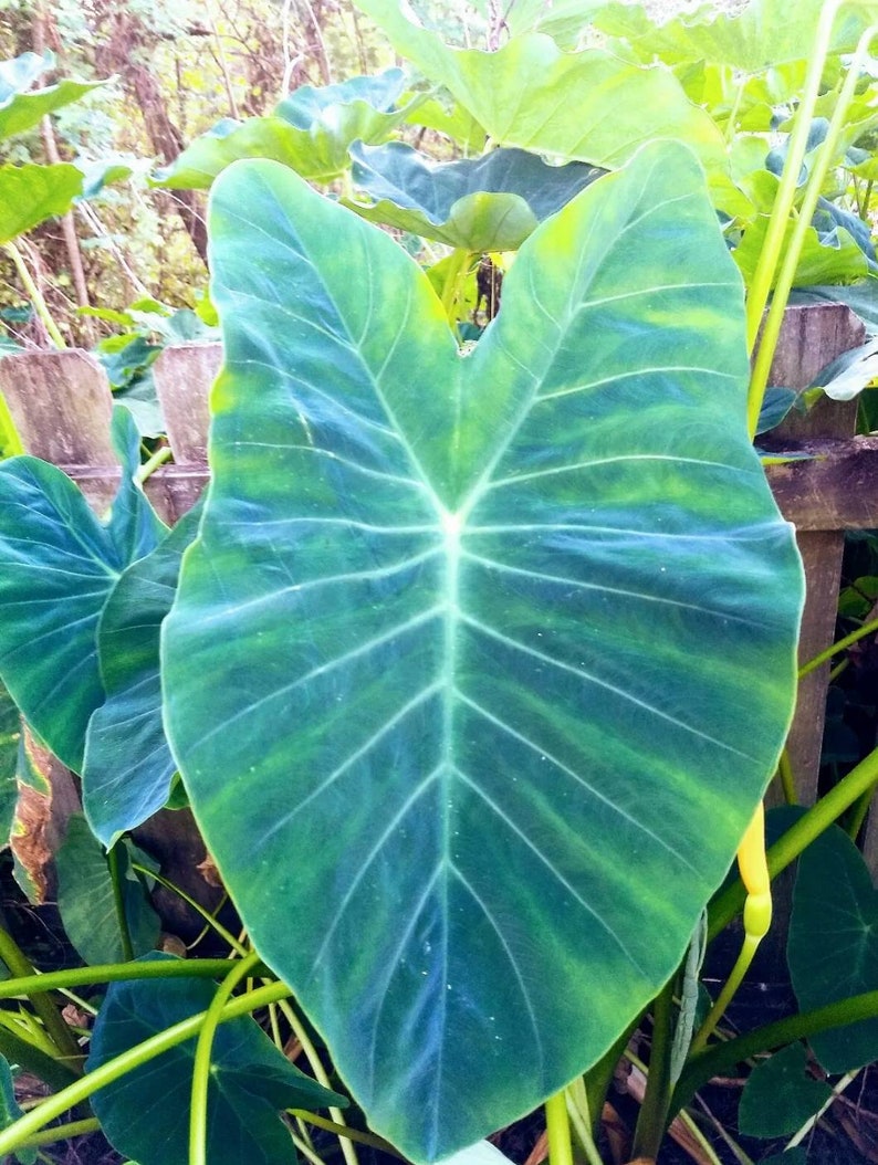 Elephant Ear Bulbs. 5 Colocasia Esculenta Etsy