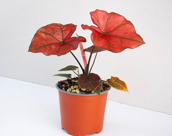 Caladium Hybrid Red Rain . Collector striking caladium . RED Caladium . Silver Aroid Australia . Easy Houseplant . Purifying Indoor plant