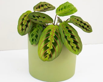 Red Vein Maranta | Maranta Erythroneura | Red vein Prayer Plant | Easy care Houseplant | Stunning Houseplant | Collector Australia plant