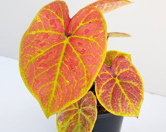 Caladium Hybrid New Wave. Collector striking caladium . Rare Caladium . Australia . Easy Houseplant . Purifying Indoor plant